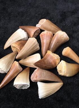 天然沧龙牙齿化石标本摩洛哥古生物牙化石教学科普标本3-5cm送盒