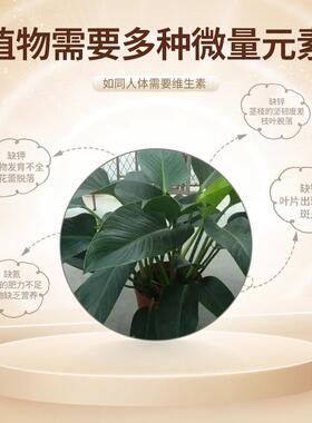 金钻绿植盆栽植物营养液水培植物花卉水培营养液园艺花肥
