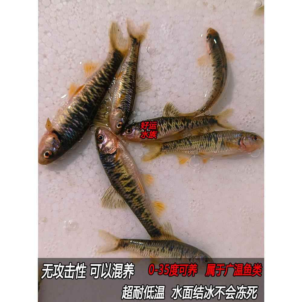 好养耐活冷水鱼淡水原生观赏鱼活体小型溪流鱼黑鳍鳈工具鱼苗练手