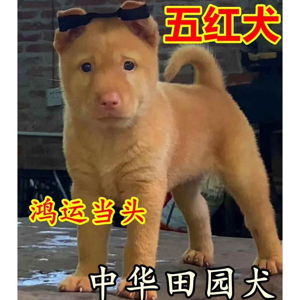 潮汕五红犬幼犬中华田园犬土狗虎头虎斑红色看家护院看门狗活体狗 - 图2