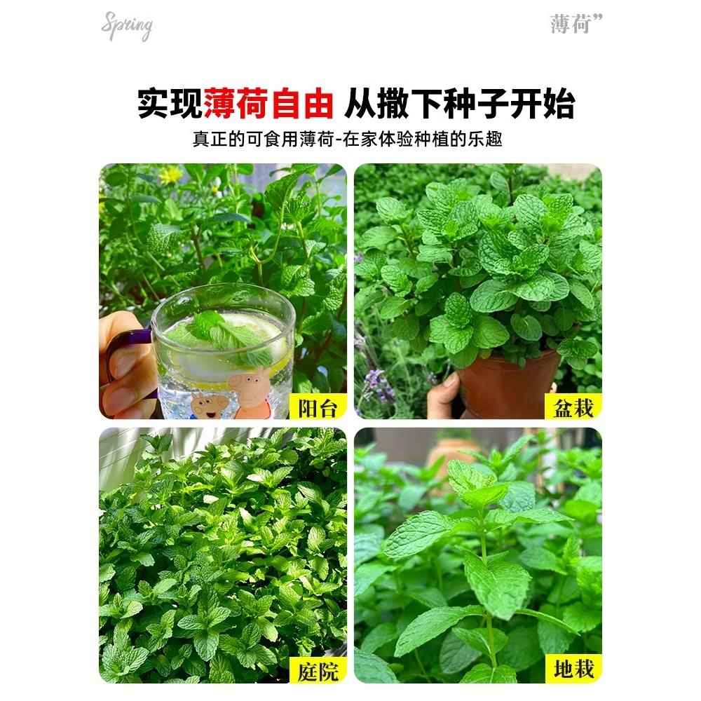 薄荷种籽子可食用四季播种香水留兰香猫薄荷种孑阳台盆栽蔬菜种子 - 图2