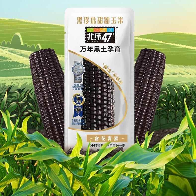 北纬47度水果鲜玉米220g黑珍珠甜糯鲜玉米白糯鲜玉米花甜糯玉米