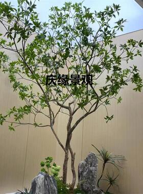 仿真马醉木绿植泡泡龙植物儿童房角落餐厅卡座书房落地窗侘寂风