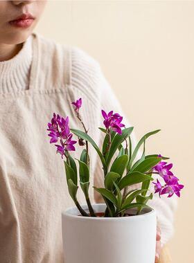 KMK悬挂花石斛式兰水培吊兰墙壁垂吊植无物桌面白色圆形孔壁挂盆