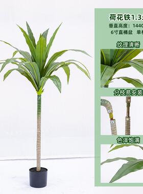 荷花铁美人铁盆栽造景绿植室内大型落地盆栽装饰仿真荷花铁树