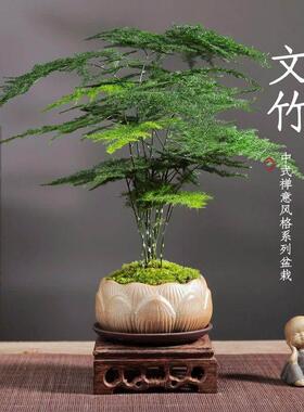 小盆景哥窑透气花盆桌面陶瓷小叶赤楠文竹紫砂盆创意蝴蝶兰绿植盆