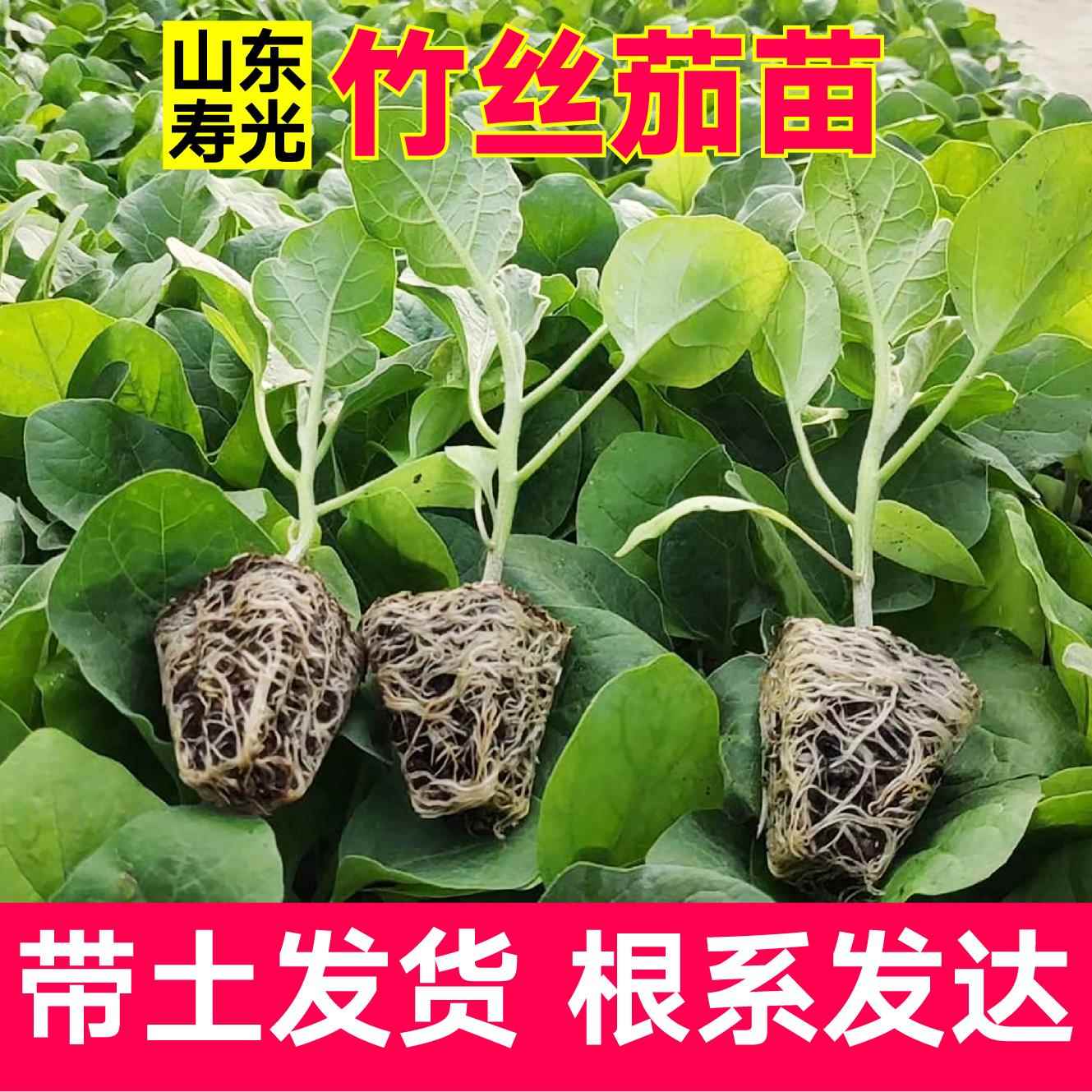 正宗竹丝茄秧苗泰国长丝花茄白黑绿紫长茄圆茄线茄水果茄子种子籽 - 图2