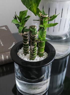 牧图 绿萝植物水培玻璃花瓶 直筒 水培定植篮玻璃直筒花瓶杯