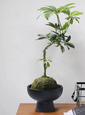 无孔水培水仙铜钱草碗莲睡莲水养专用盆微景观造景六月雪陶瓷花盆