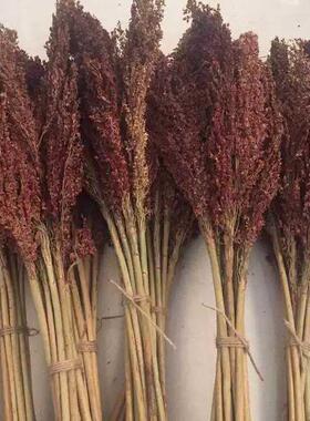 高粱穗芝麻杆干花仿真装饰花田园农家乐场景布置稻穗麦穗五谷穗
