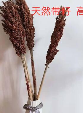 天然麦穗干花花束开业大麦田园装饰礼品拍摄道具稻穗干花真花包邮