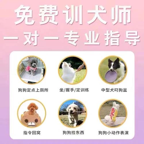 纯种宠物狗活物萨摩耶幼犬活体萨摩耶白色可爱型小狗幼犬微笑天使