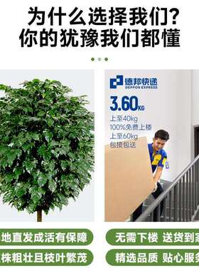 幸福树客厅盆栽大绿植新家吸甲醛净化空气办公室内平安树四季植物