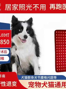 正品Led人红光宠物理疗带狗猫髌骨腰椎发热仪关骨节折后光疗工制