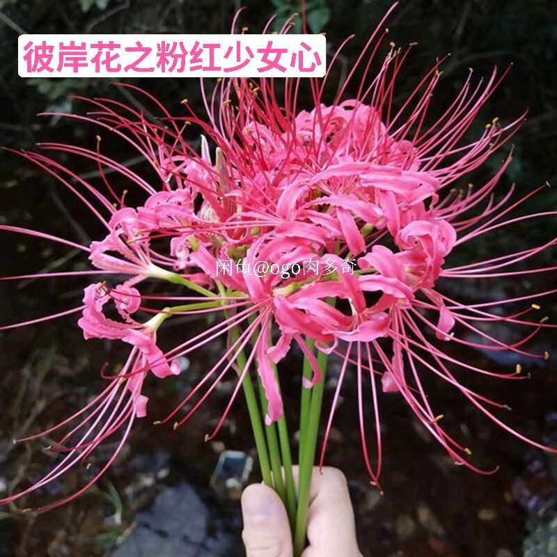 彼岸花球根600個 Koushiki No プランター Wsimarketingedge Com