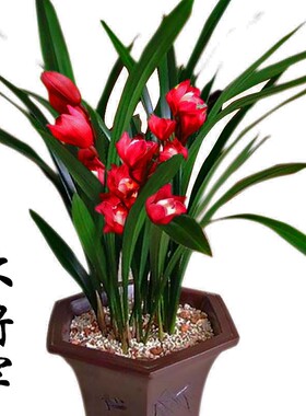 兰花盆栽 红将军 花卉摆件室内花四季建兰好养植物兰草名贵兰花苗