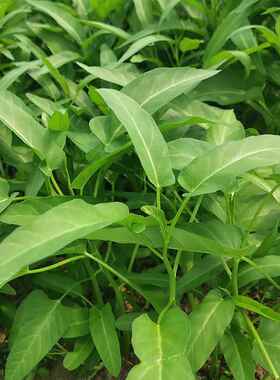 柳叶空心菜种子籽三叉柳叶四季通心菜播盆栽青菜籽种阳台庭院蔬菜