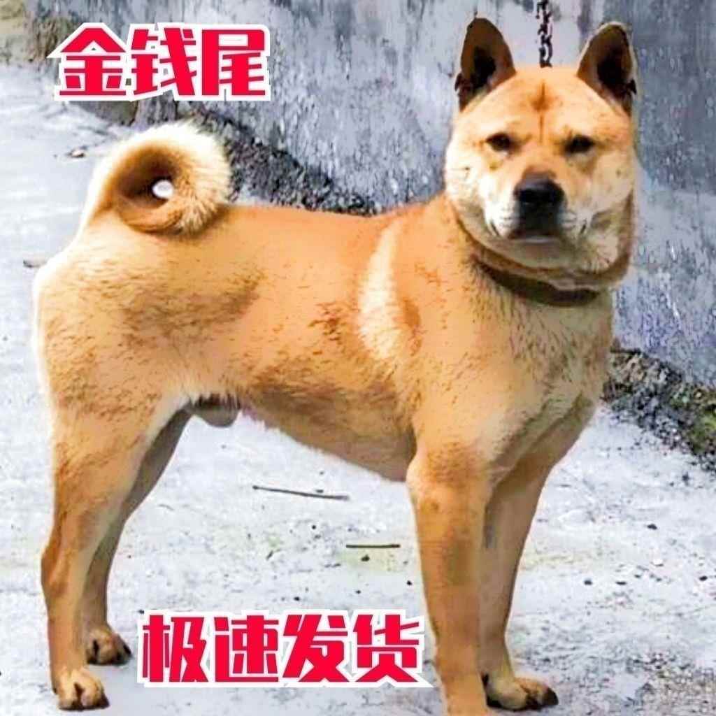 黄色广西土猎犬黄狗幼崽家养的土狗狩猎犬中华田园犬看打猎大骨架-图0