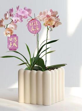 简约陶瓷花盆家用北欧ins奶油风轻奢蝴蝶兰梦香兰多肉绿植盆景花