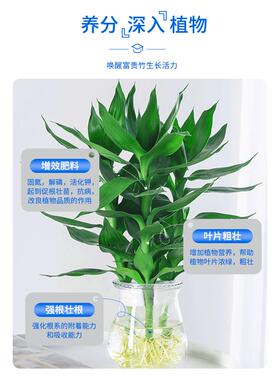 富贵竹专用营养液水培治黄叶促生根转运竹观音竹家用盆栽通用肥料