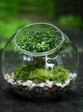 苔藓微景观生态瓶玻璃鱼缸创意金鱼缸圆形斜口多肉植物玻璃瓶花瓶