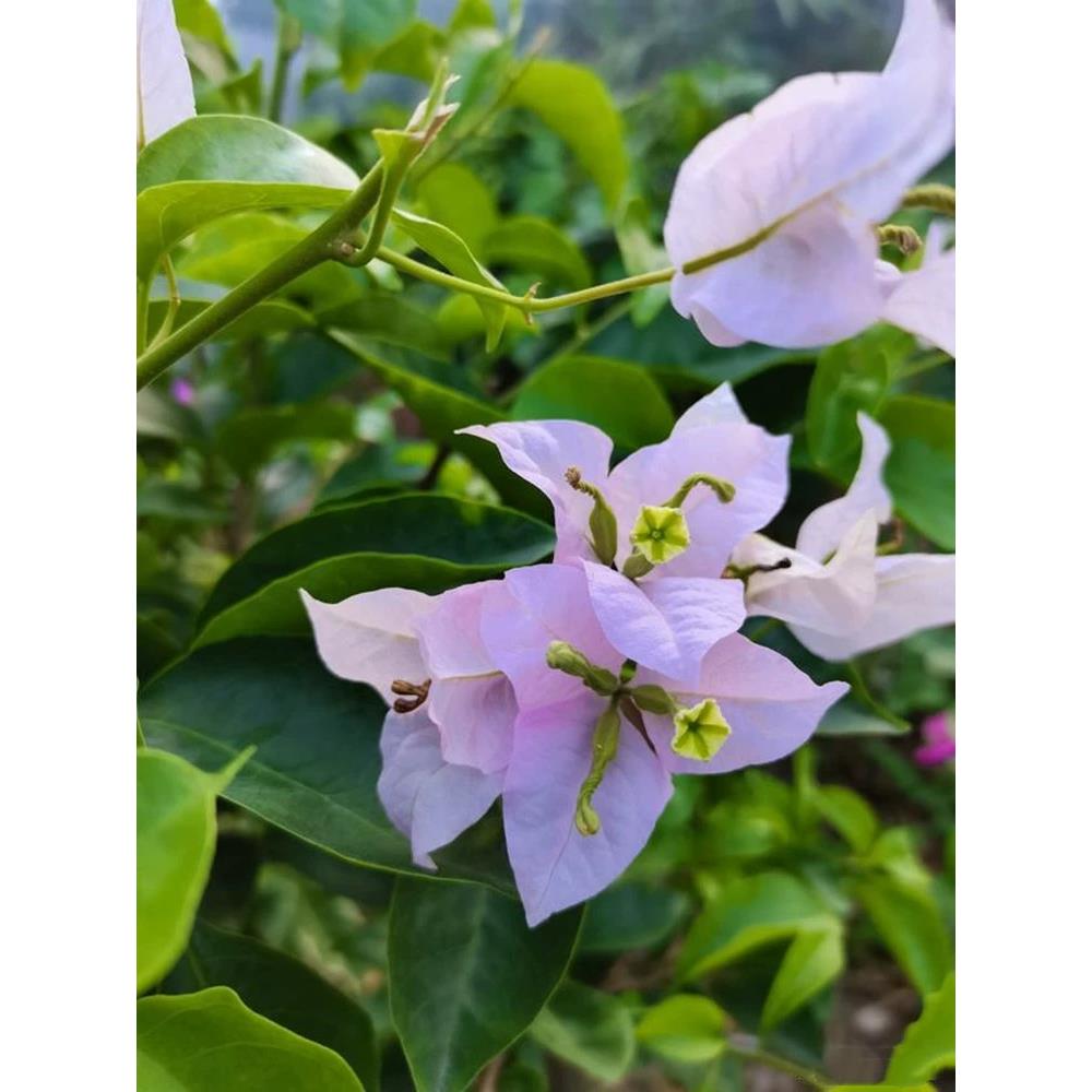 三角梅盆栽老桩四季开花重瓣花卉植物阳台庭院好养攀援爬藤绿植-图1