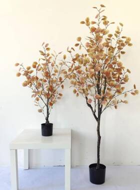 仿真植物饰假绿植盆栽摆件仿真秋CQ0014色加金钱尤树 装利叶 现货