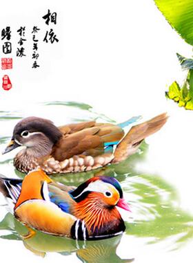 正品创意脂浮水天鹅花园水池装饰摆设工艺品塘树鸭子仿鸳真鸯摆件