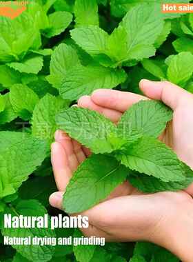 Premium Natural Catnip Cat toys Organic Cat nip