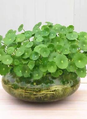 水培玻璃花瓶透明水仙盆碗莲盆睡莲花盆乌龟鱼缸水培植物器皿桌面