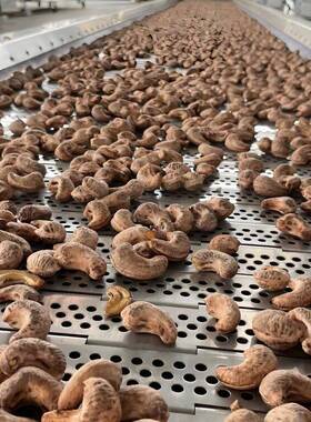 层控温新鲜核桃仁烘干流水线松子干果花生瓜子食品生产设备