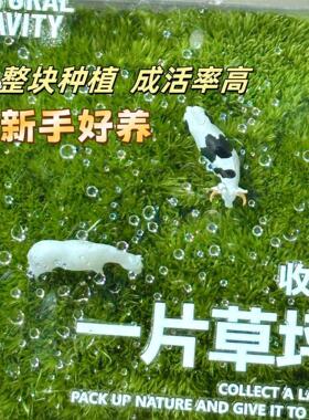 手里有块地牛马私人草坪工位桌面绿植苔藓微景观解压摆件礼物