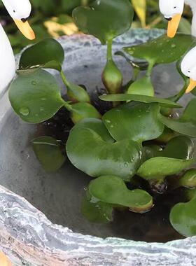 网红田园水培欧式仿古个性石头天鹅花盆树脂造景户外花园庭院阳台