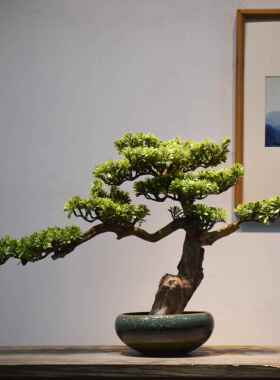 正品中式仿家景真迎客松盆罗汉松绿植客新厅办公室创意居装饰禅意