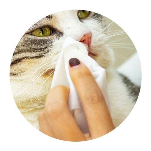 Pet wipes 100 * 4 package dog deodorant to tears wet - 图3