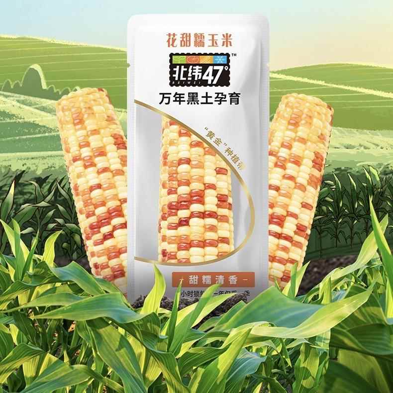 北纬47度水果鲜玉米220g黑珍珠甜糯鲜玉米白糯鲜玉米花甜糯玉米
