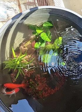 缸盆养鱼特大号水缸花盆树脂加厚塑料客厅落地阳台庭院养鱼荷花