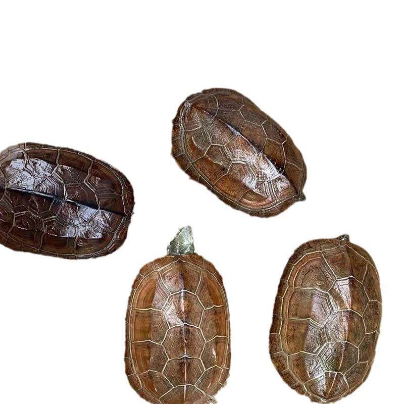 中华草龟产蛋观赏煲汤纯种够年份的本土老龟杂食健康好养品种,淘宝优惠券,粉丝福利购,淘宝优惠卷