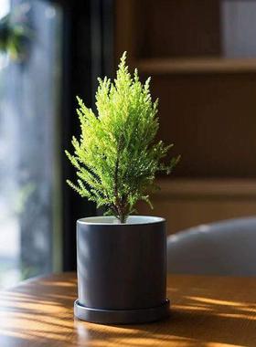 放青松小香松绿植桌面盆栽净化空气植物四季长青打工人解压神器