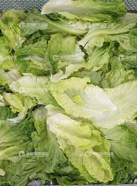 多声功能气泡果蔬洗机羽衣甘蓝生超菜双缸波菜消凤翔毒清洗机电加