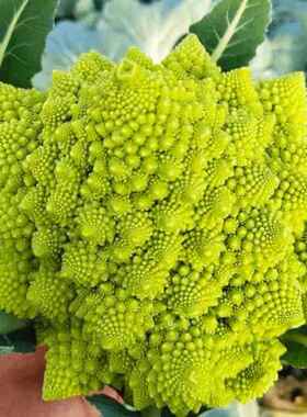 【宝塔花菜种子】花椰菜青花菜西兰花种子春秋播种绿菜花种子四季