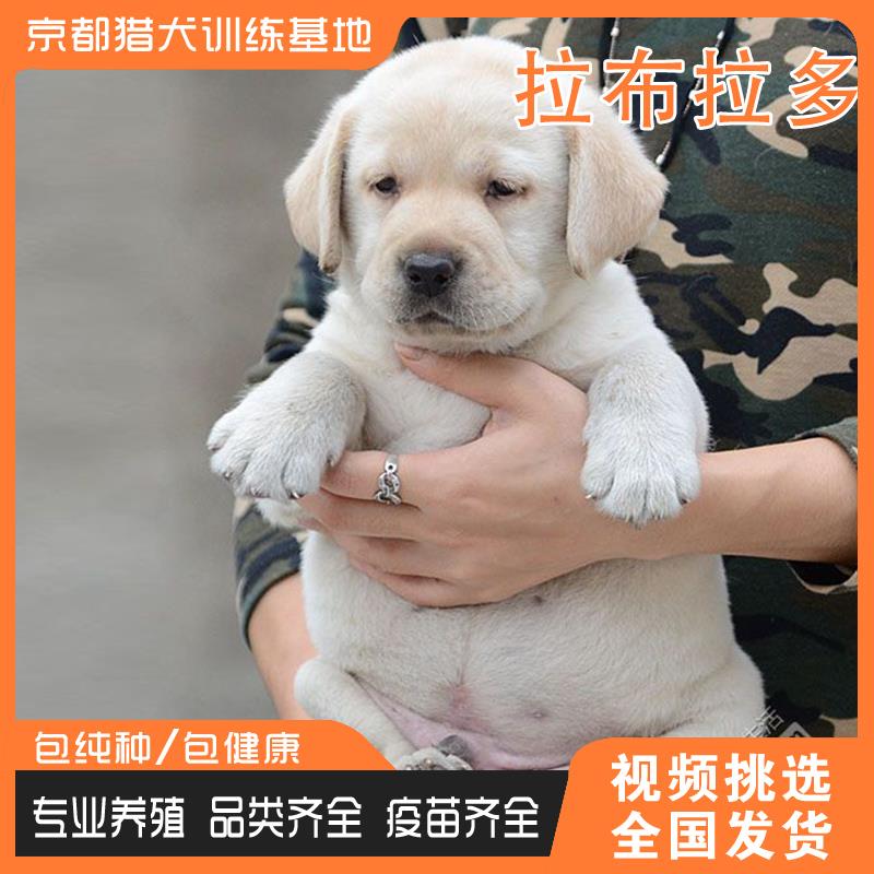 纯种拉布拉多犬活体幼犬奶油色家养宠物犬中大型巡回猎犬导盲犬 - 图0