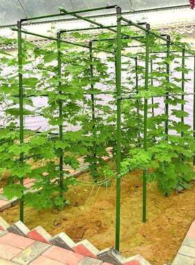 花架托架爬藤架葡萄黄瓜豆角架种菜花支架庭院园艺花卉植物支撑杆