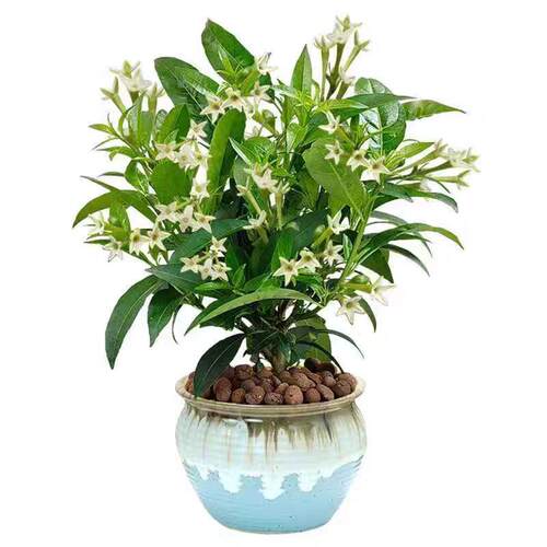 夜来香盆栽花苗带花苞阳台庭院老桩树苗四季浓香型花卉驱蚊草植物 - 图1