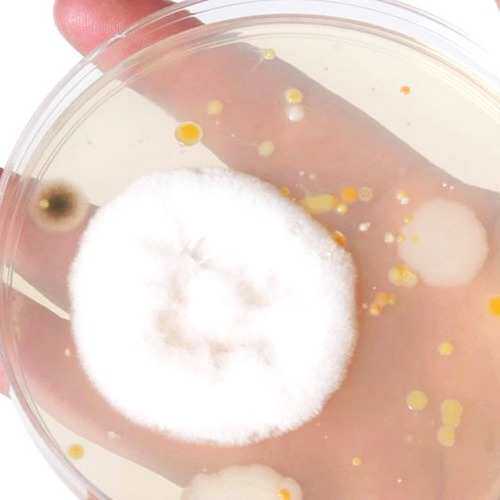 防霉剂 水性好分散防腐易 20 漆膜tio干膜-防霉剂防霉剂水溶性,淘宝优惠券,粉丝福利购,淘宝优惠卷