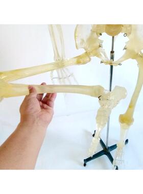 透明170cm人体骨骼模型骨架人体模型成人小骷髅教学模型脊椎全身