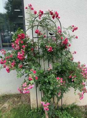 藤本月季爬藤架铁线莲种植花园栅栏户外花架支撑杆铁艺植物攀