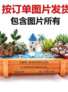 有艺术感的摆件礼物家里装饰品摆件多肉植物组合盆栽含盆含土创意