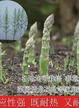 芦笋种子紫绿白芦笋籽阳台盆栽菜园四季播蔬菜种子多年生春季耐寒
