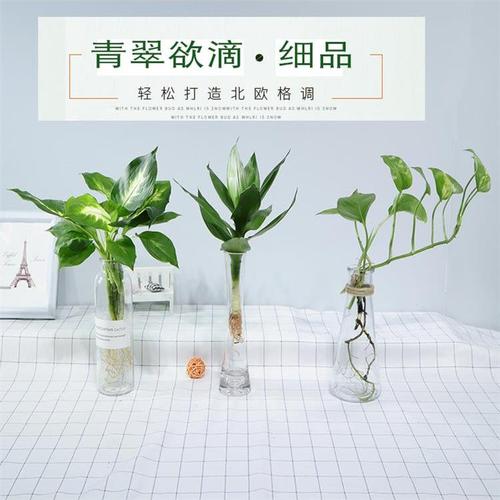 水养绿萝培植物室内绿箩盆栽鲜花卉发财树富贵竹白红掌水土生裸根